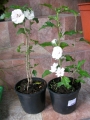 Бял хибискус, кичест, градински (Hibiscus jeanne darc)