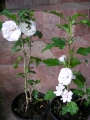 Бял хибискус, кичест, градински (Hibiscus jeanne darc)