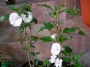 Бял хибискус, кичест, градински (Hibiscus jeanne darc)