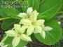 Бригхамиа Хавайска палма (Brighamia insignis Hawaiian palm)