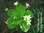 Бригхамиа Хавайска палма (Brighamia insignis Hawaiian palm)