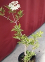 Бъз, самбукус (Sambucus)