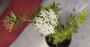 Бъз, самбукус (Sambucus)