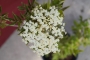 Бъз, самбукус (Sambucus)