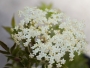 Бъз, самбукус (Sambucus)