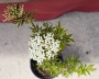 Бъз, самбукус (Sambucus)