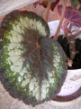 Царска Бегония (Begonia rex)