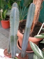 Цереус (Cereus)