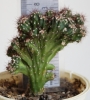 Цереус (Cereus)
