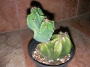 Цереус, малък (Cereus hildmannianus v. monstrose)