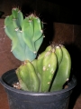 Цереус, малък (Cereus hildmannianus v. monstrose)