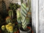 Цереус перувианус спиралис (Cereus Jamacaru Spiralis)