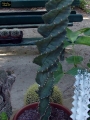 Цереус перувианус спиралис (Cereus Jamacaru Spiralis)