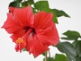 Червен Хибискус кичест, стаен (Hibiscus)