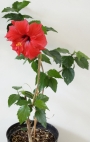 Червен Хибискус кичест, стаен (Hibiscus)