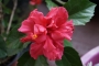 Червен Хибискус кичест, стаен (Hibiscus)