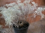 Цинерария Маритима Сенецио (Cineraria maritima Senecio)
