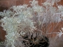 Цинерария Маритима Сенецио (Cineraria maritima Senecio)