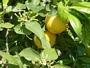 Цитрус бергамина (Citrus bergamina, cytrus bergamot)