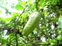 Цитрус пъстров лайм (Microcitrus australasica Finger lime Citron Caviar)