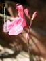 Салвия (Salvia greggii)
