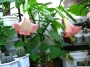 Датура Бругманзия, Ангелски тромпети (Datura Brugmansia)