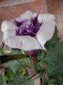 Датура Метел, голяма (Datura metel)