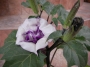 Датура Метел, голяма (Datura metel)