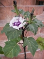 Датура Метел, голяма (Datura metel)