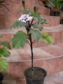 Датура Метел, голяма (Datura metel)