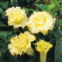 Датура Метел и жълта кичеста датура (Datura metel)