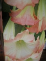 Датура Бругманзия, Ангелски тромпети (Datura Brugmansia)