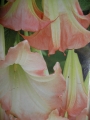 Датура Бругманзия, Ангелски тромпети (Datura Brugmansia)