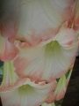 Датура Бругманзия, Ангелски тромпети (Datura Brugmansia)
