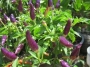 Декоративни люти чушки, стайни, пипер (Capsicum annuum Twilight)