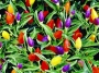 Декоративни люти чушки, стайни, пипер (Capsicum annuum Twilight)