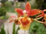 Онцидиум (Oncidium)