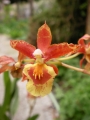 Онцидиум (Oncidium)