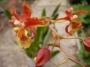 Онцидиум (Oncidium)