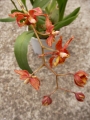 Онцидиум (Oncidium)