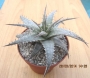 Деутерохния (Deuterocohnia longipetala)