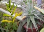 Деутерохния (Deuterocohnia longipetala)