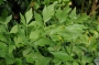 Девисил (Levisticum officinale)
