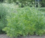 Девисил (Levisticum officinale)