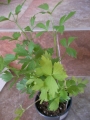 Девисил (Levisticum officinale)