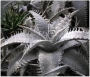 Дикия (dyckia marnier-lapostollei var.estevesii)