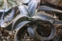 Дикия (dyckia marnier-lapostollei var.estevesii)