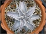 Дикия (dyckia marnier-lapostollei var.estevesii)