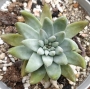 Дудлея (Dudleya caespitosa)