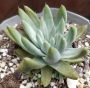 Дудлея (Dudleya caespitosa)